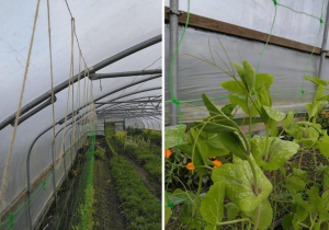 Jute twine used to support pea netting